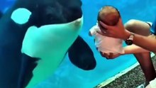 Curious Orca Delights Baby at Aquarium Glass (Sweet Interaction!)