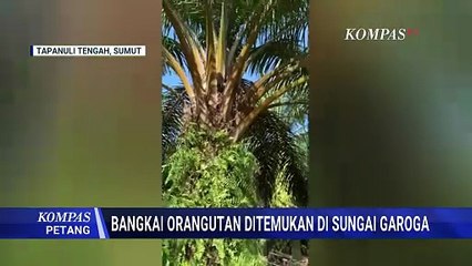 Tim SAR Temukan Bangkai Orangutan di Tumpukan Kayu Pasca banjir | KOMPAS PETANG