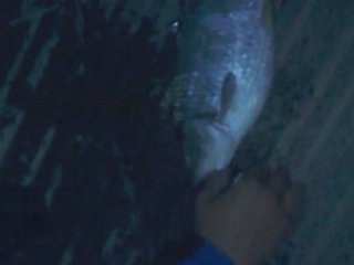 l'assiociation des pecheur maudit s'ataque a une carpe