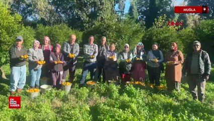 Muğla'da Bodrum mandalinası bahçede 15-20, manavlarda 100 liradan satılıyor
