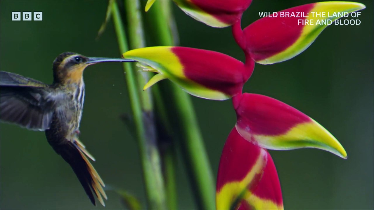 Magic bilao | show | 1965 | official trailer