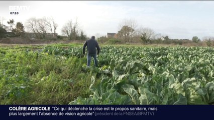 "Pour aider les producteurs, il faut acheter": les producteurs de choux-fleurs tirent la sonnette d'alarme