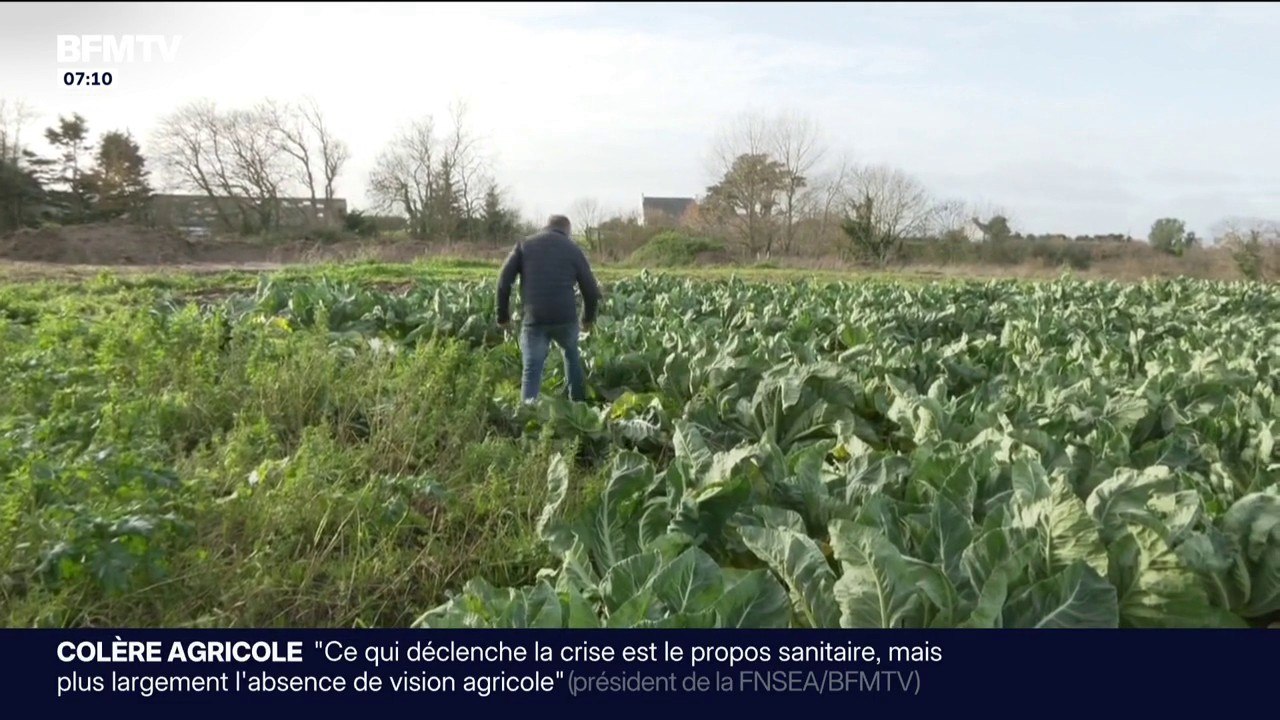 "Pour aider les producteurs, il faut acheter": les producteurs de choux-fleurs tirent la sonnette d'alarme