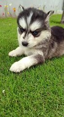 Beautiful Siberian Husky Puppy