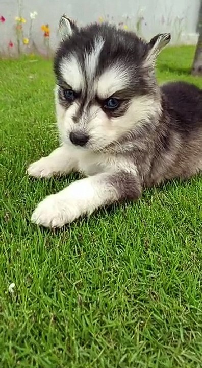 Beautiful Siberian Husky Puppy