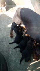 Mother Dog Feeding Her Puppies