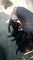 Mother Dog Feeding Her Puppies