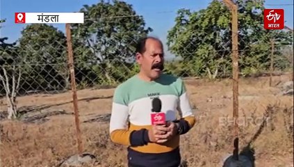 मंडला की बस्ती में इंसान नहीं अजगरों का राज, अजगर दादर में एक साथ निकलती है पायथन की फौज