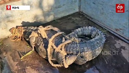 ભરૂચના અંકલેશ્વર નજીક આમલાખાડી પાસેથી મગર પાંજરે પુરાયો, વનવિભાગની ટીમ દ્વારા કરાયું રેસ્ક્યુ