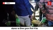 लोहाघाट का हिंसक गुलदार पिंजरे में कैद, एक दिन पहले वन कर्मियों को दिया था चकमा