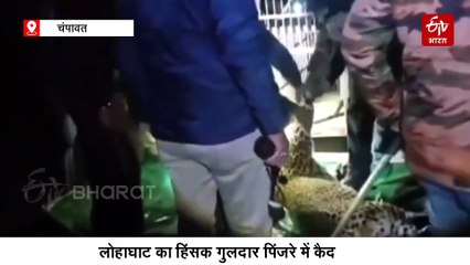 लोहाघाट का हिंसक गुलदार पिंजरे में कैद, एक दिन पहले वन कर्मियों को दिया था चकमा