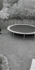 CCTV Footage Bear Caught Jumping on Kids’ Trampoline!