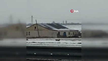 Aç kalan kurt sürüsü şehir merkezine indi