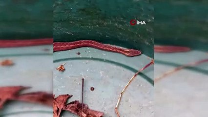 Doğu Karadeniz'de ayılardan sonra yılanlar da kış uykusuna yatmadı