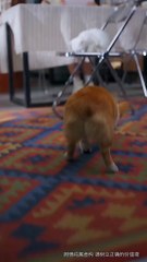 Paws Speak Louder Than Words (2025) – FULL HD [Eng Sub]