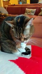 Good Morning! Preparing for the weekend - cat style! #cat #funnycats #cutecats #shorts #viralcats #goodmorning #fyp