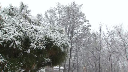 강원 영서북부 대설주의보...최대 15cm 폭설 / YTN