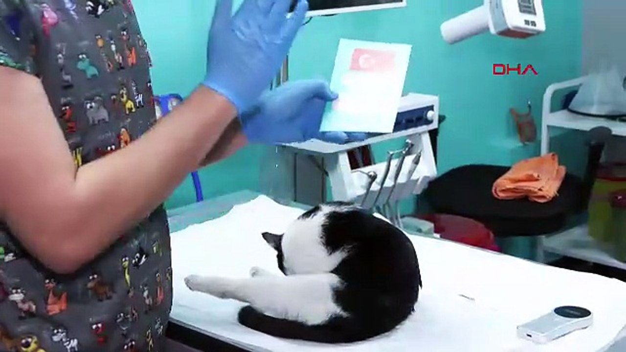 Evcil hayvan sahipleri için süre doluyor! 31 Aralık'tan sonra para cezası kesilecek