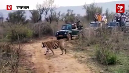 सर्द मौसम में शिकार का खतरा: सरिस्का की सुरक्षा के लिए डिजिटल चौकसी, अब ऐप से होगी मॉनिटरिंग