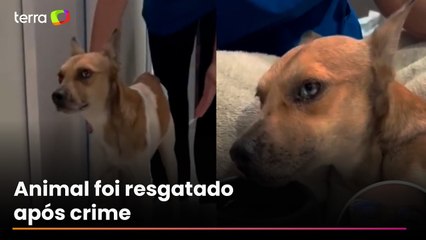Cachorro apedrejado em Belém sai do coma e dá primeiros passos durante recuperação
