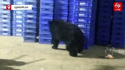 ஆவின் நெய்யை ருசித்த கரடி - வீடியோ வைரல்