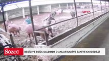 Besiciye boğa saldırdı! O anlar saniye saniye kaydedildi