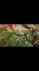 Wow, Look at the Beautiful Trees Swaying in the Breeze! __