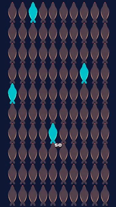 Pourquoi l'éléphant de mer est aussi énorme ? #phoque #ocean #nature #animaux #humour