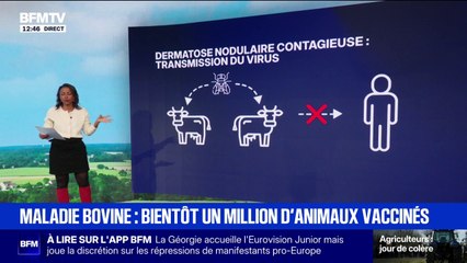 LES ÉCLAIREURS - Dermatose nodulaire: la ministre de l'Agriculture annonce que "près d'un million d'animaux" vont être vaccinés
