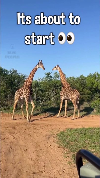 Long Neck Evolved To Help Offspring