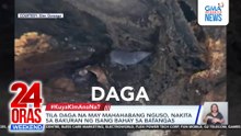 Tila daga na may mahahabang nguso, nakita sa bakuran ng isang bahay sa Batangas | 24 Oras Weekend