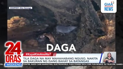 Tila daga na may mahahabang nguso, nakita sa bakuran ng isang bahay sa Batangas | 24 Oras Weekend