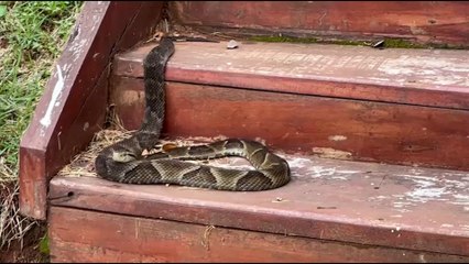Moradores acordam e se deparam com Cascavel na escada de casa no bairro Universitário