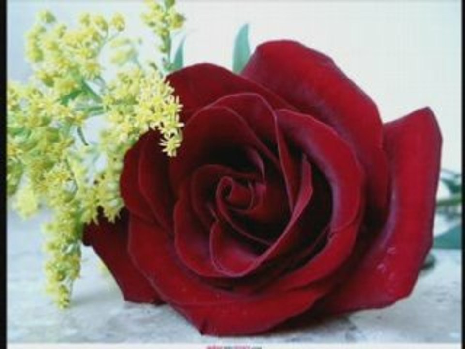 NOOR2002