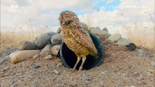 地球ドラマチック 動画　2025年日12月13日 アナホリフクロウに魅せられて〜草原の復活物語