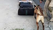 Messi da PRF encontra mais de 22 kg de drogas em bagagem e mulher acaba presa por tráfico na Bahia