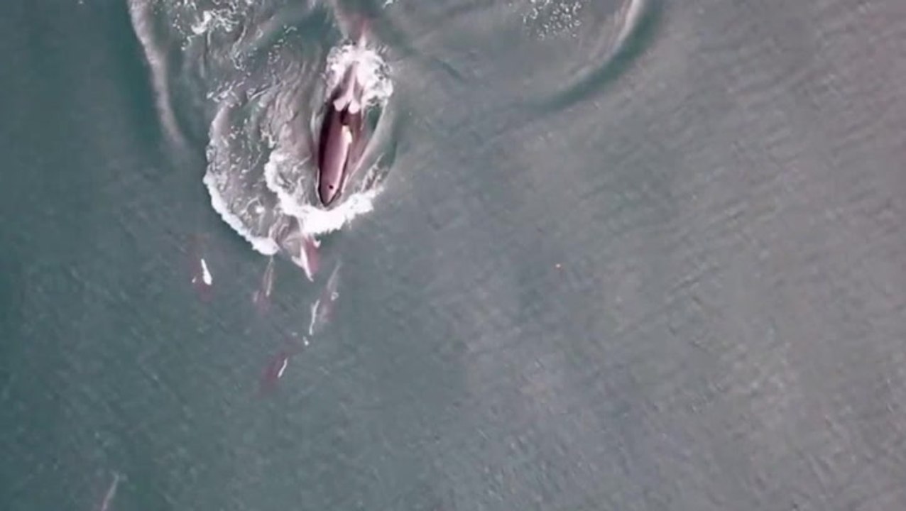 Killer whales team up with dolphins to hunt for salmon