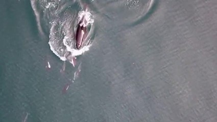 Killer whales team up with dolphins to hunt for salmon