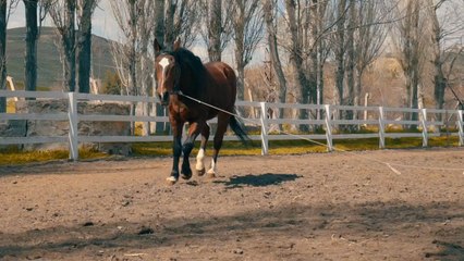 Horse Galloping Around a Ranch 🐎 | Stunning Animal & Nature VideoA stunning view of a horse galloping freely around a ranch, capturing the beauty of animals and nature.This video is relaxing, natural, and perfect for animal lovers worldwide 🌍