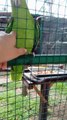 Cute Parrot That Talks and Asks for Cuddles 🦜 The Most Affectionate Parrot
