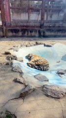 #funny video #shortvideo #viralvideo #funnyadda#