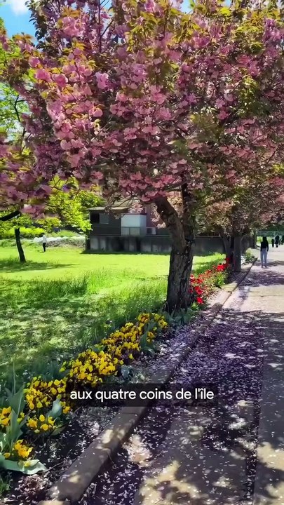 Le Japon a envoyé des Sakura dans l’espace