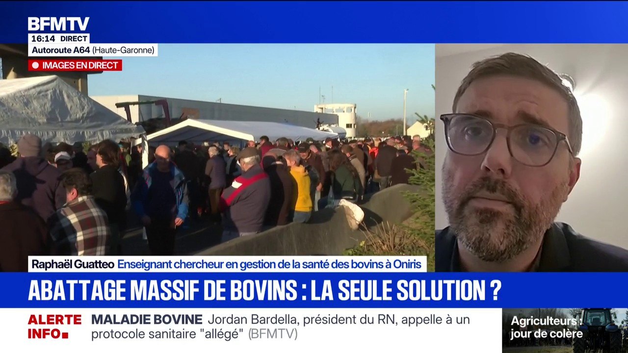 Vaccin contre la dermatose bovine: "On a encore bon espoir de diffusion de cette maladie et d'éviter cette mesure très coûteuse", estime Raphaël Guatteo, enseignant chercheur