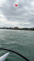 Golfinhos surpreendem banhistas em praia turística de Florianópolis