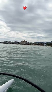 Golfinhos surpreendem banhistas em praia turística de Florianópolis