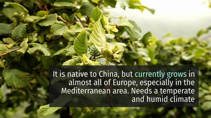 8 Health Benefits of Hazelnuts