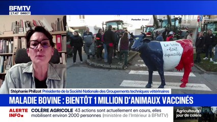 Dermatose bovine: "On a jugé plus prudent d'augmenter la zone de vaccination", affirme Stéphanie Philizot, présidente de la Société Nationale des Groupements techniques vétérinaires