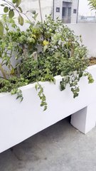 Harvest Now or Wait? Tomato Not Growing or Ripening 🍅🤔