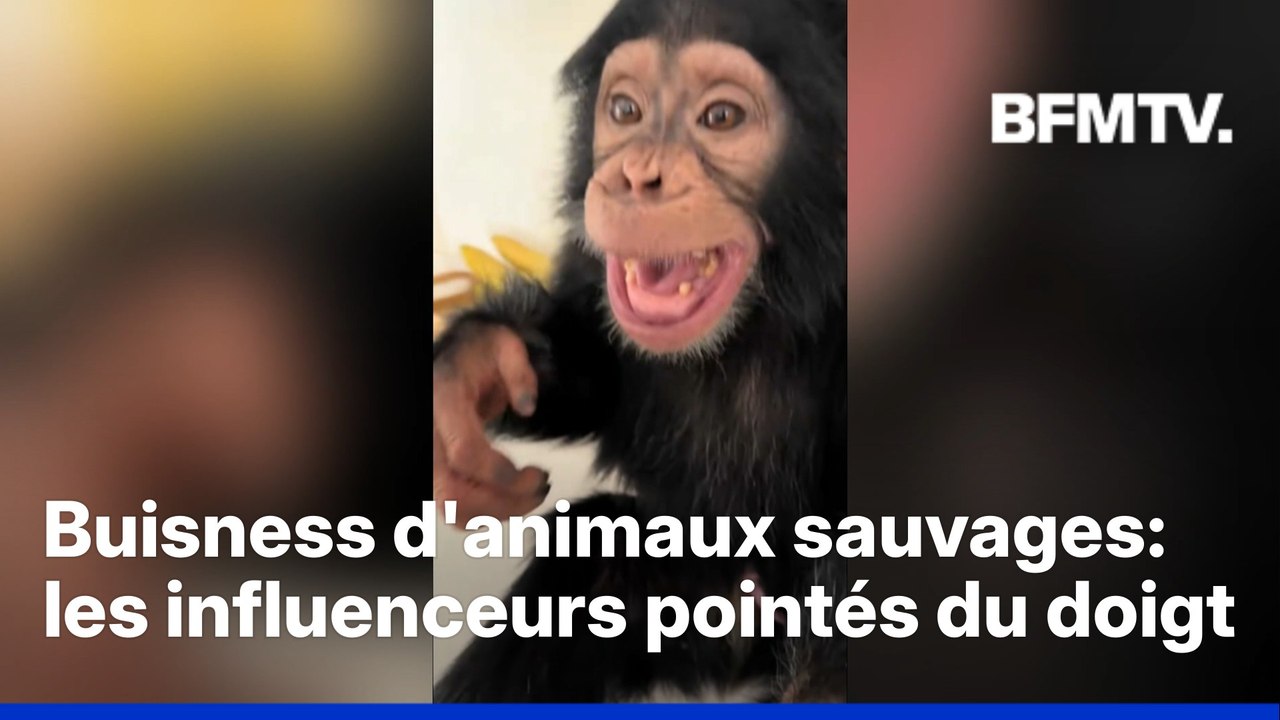 Business des animaux sauvages: les Tiktokeurs dans le viseur d'Interpol
