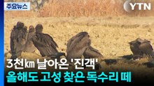 3천㎞ 날아온 '진객'...올해도 고성 찾은 독수리 떼 / YTN